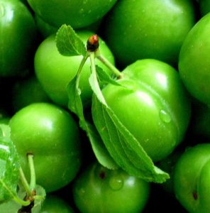 Yeşil Erik İle Gelen Sağlık ve Diyet