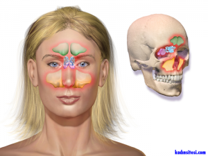 Paranazal Sinüs Ve Burun Kanserlerinin Belirtileri Nelerdir?