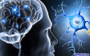 Multipl Sklerozun (MS) Neden Olur?