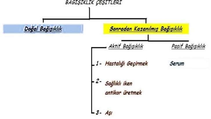Bağışıklık