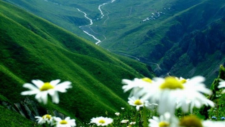Doğadan Gelen Şifa