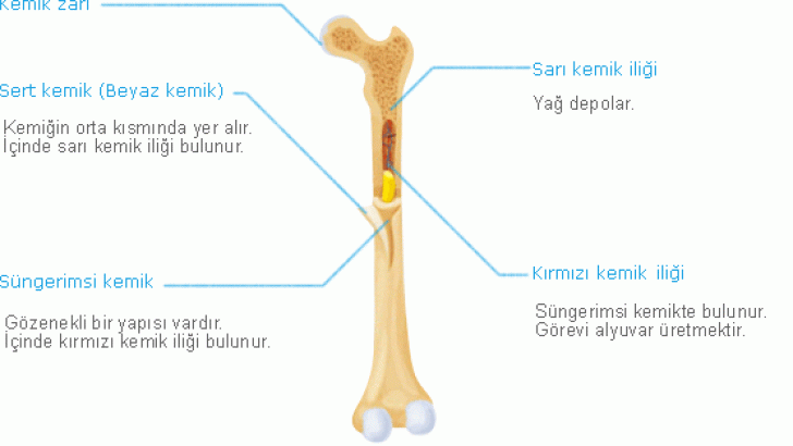 Kemik
