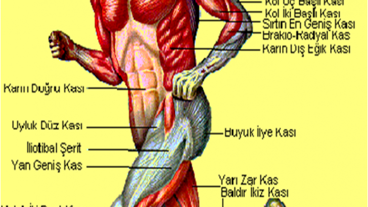 İskeletin Bölümleri Görevleri ve Özellikleri