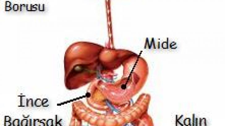 Sindirim Sistemi
